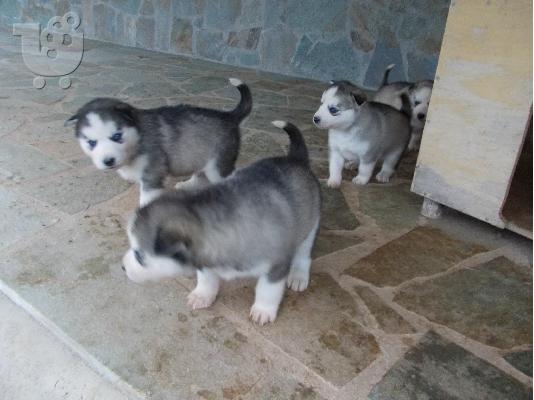 PoulaTo: 3 όμορφα Husky